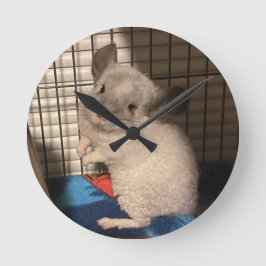 chinchilla rund klocka