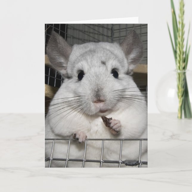 Chinchilla som knaprar ett russin! kort (Framsida)