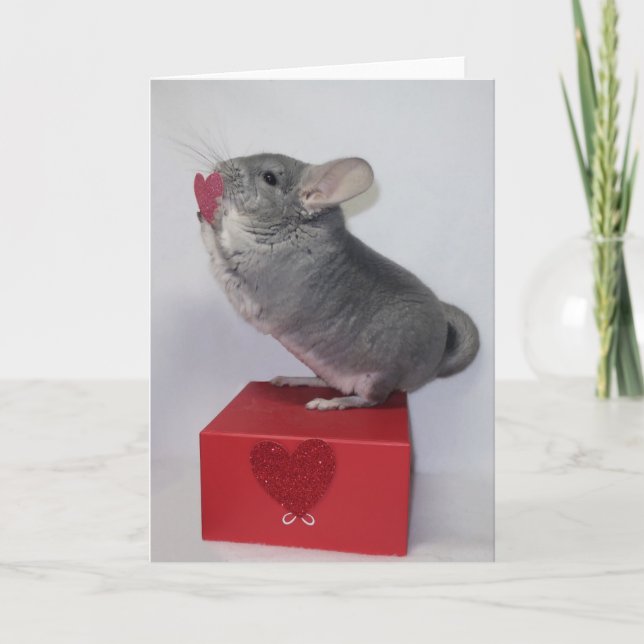 Chinchilla sträcker sig efter rosa hjärta kort (Framsida)