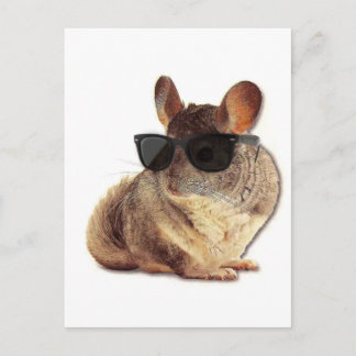 Chinchilla Sunglass Vykort