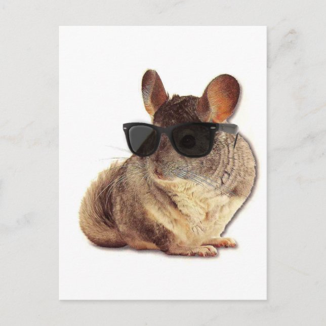 Chinchilla Sunglass Vykort (Framsida)