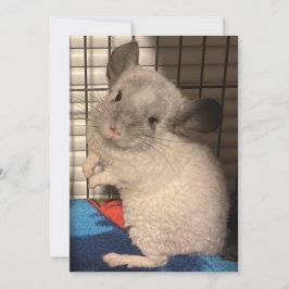 chinchilla tack kort