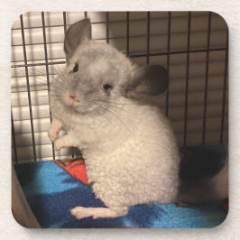 Chinchilla Underlägg