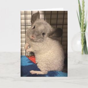 Chinchilla-vikat gratulationskort kort