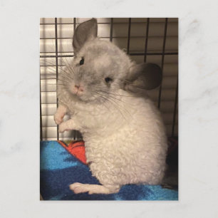 Chinchilla-vykort Vykort