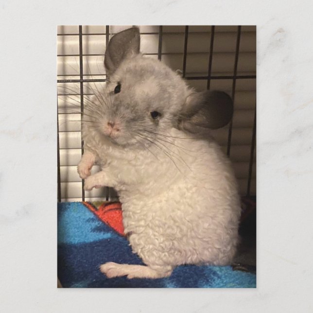 Chinchilla-vykort Vykort (Framsida)