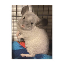 Chinchilla-vykort