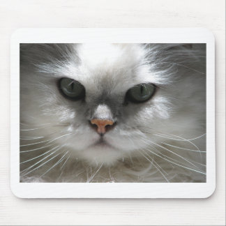 Chinchillaperserkatt Musmatta