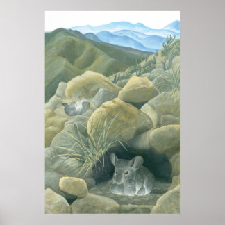 Chinchillas i Vilden Poster