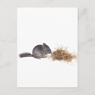 chinchillas vykort