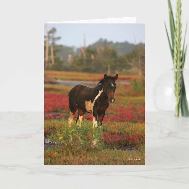 Chincoteague Foal Permanent in Red Flowers Kort (Framsida)