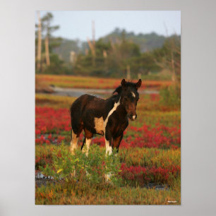 Chincoteague Foal Permanent in Red Flowers Poster