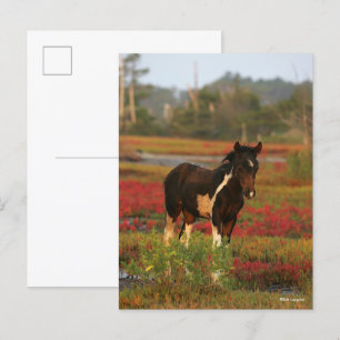 Chincoteague Foal Permanent in Red Flowers Vykort