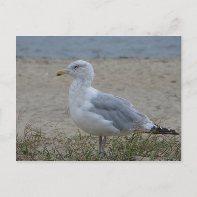 Chincoteague Gull Vykort (Framsida)