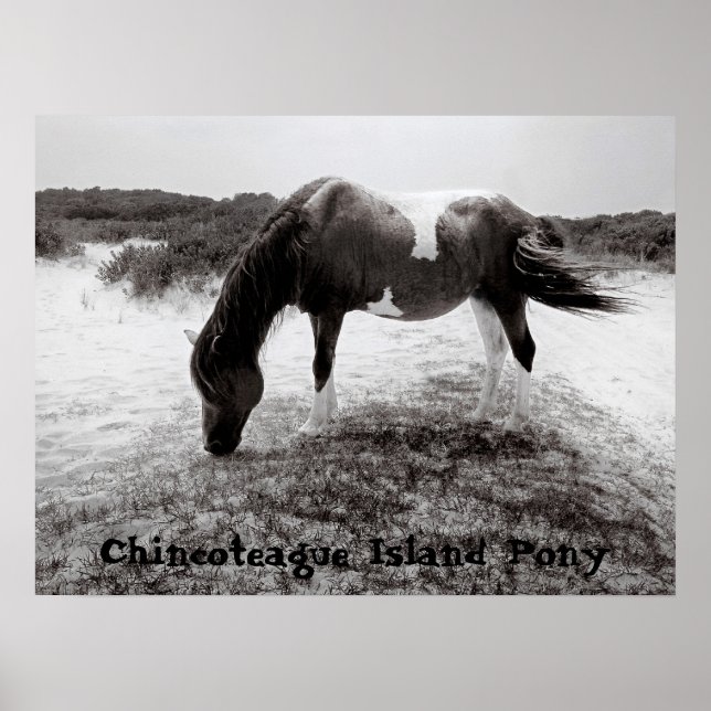 Chincoteague Island Pony Poster (Framsidan)