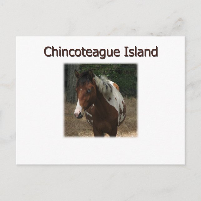 Chincoteague Island Pony Stallion Vykort (Framsida)