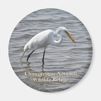 Chincoteague National Wildlife Underbar Heron Egre Magnet