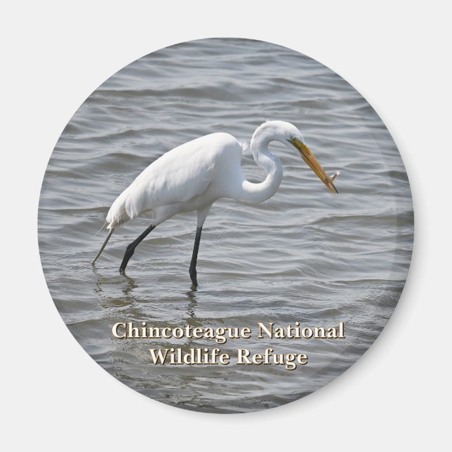 Chincoteague National Wildlife Underbar Heron Egre Magnet (Framsidan)