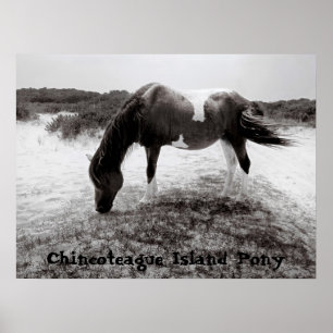 Chincoteague öponny poster