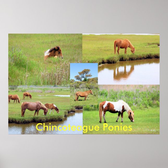 Chincoteague Ponies Collage Poster (Framsidan)
