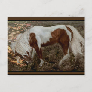 Chincoteague Pony PC Vykort