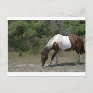 Chincoteague Pony Vykort