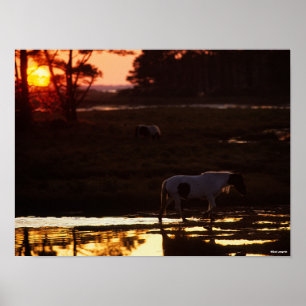 Chincoteague Walking i Vatten vid Sunset Poster