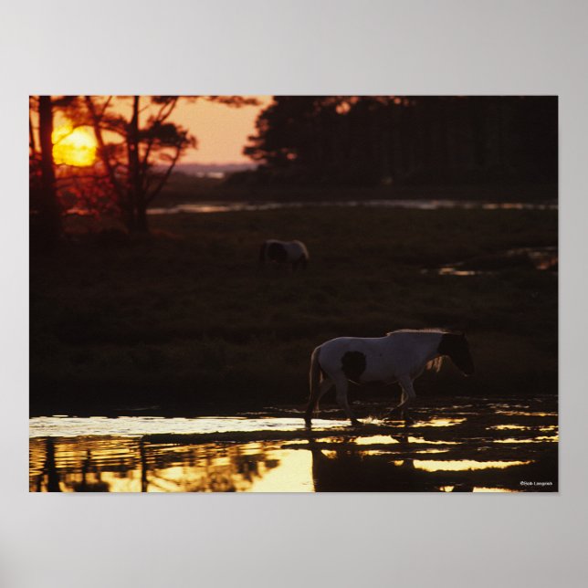 Chincoteague Walking i Vatten vid Sunset Poster (Framsidan)