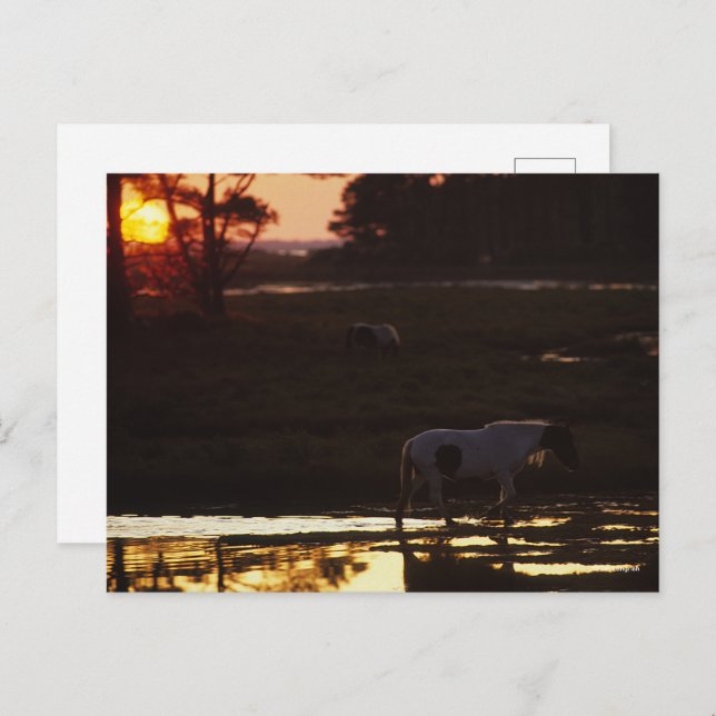 Chincoteague Walking i Vatten vid Sunset Vykort (Fram/baksida)