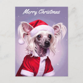 Chinese Crested Santa Christmas Vykort