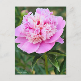 Chinese Peony [Postcard] ポストカード Vykort