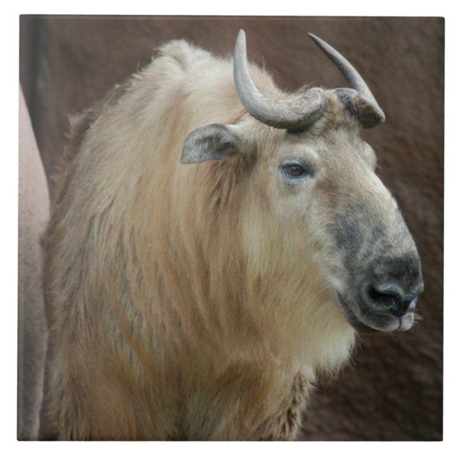 chinese-takin-5 kakelplatta (Framsidan)