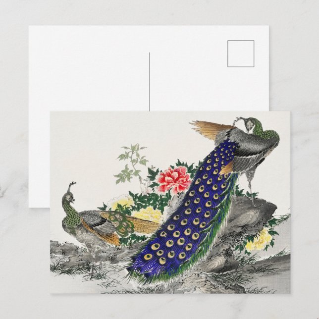 Chinoiserie Blå Påfågel Rosa Pion Botanisk Konst Vykort (Fram/baksida)