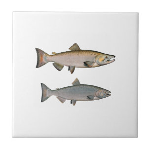 Chinook - kunglax (leken arrangerar gradvis), kakelplatta