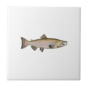 Chinook - kunglax (leken arrangerar gradvis), kakelplatta