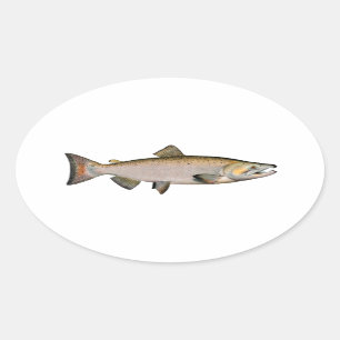 Chinook - kunglax (leken arrangerar gradvis), ovalt klistermärke