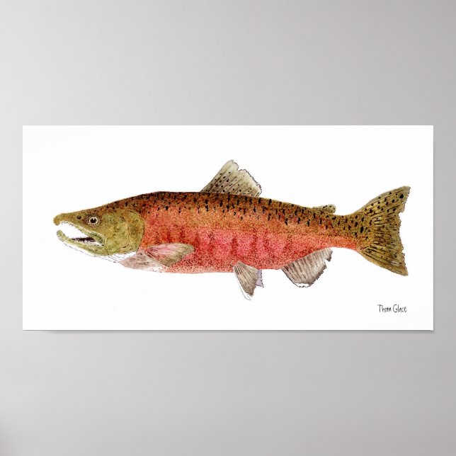 Chinook Salmon i Spawning Dress Poster (Framsidan)