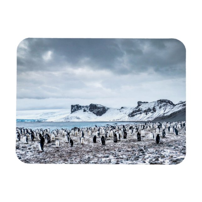 Chinstrap Penguin Colony liggande Magnet (Horisontell)