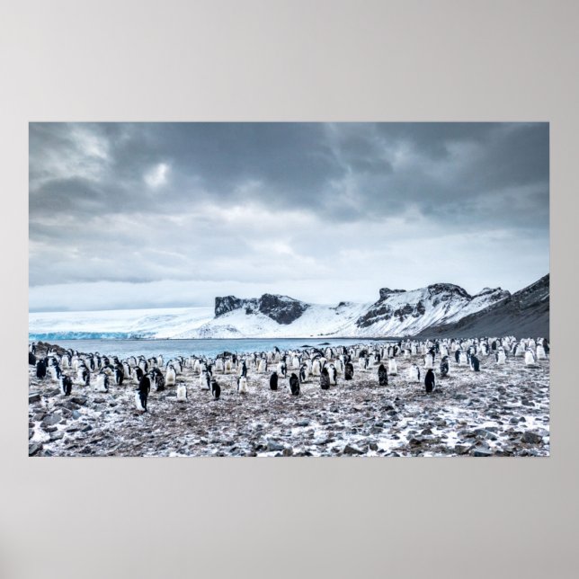 Chinstrap Penguin Colony liggande Poster (Framsidan)