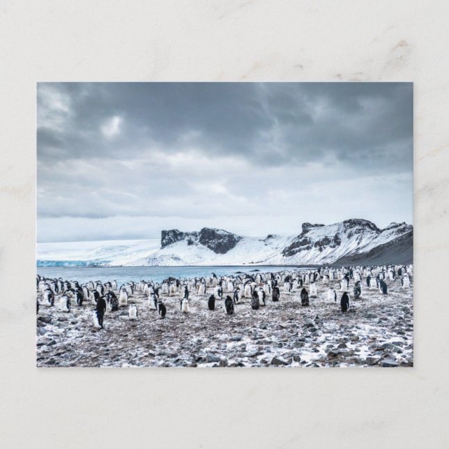Chinstrap Penguin Colony liggande Vykort (Framsida)
