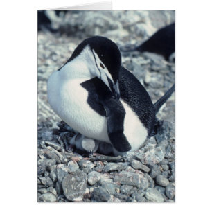 Chinstrap Penguin Hälsningskort