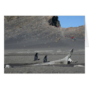 Chinstrap-penguin-kort (bedrägeri) OBS kort