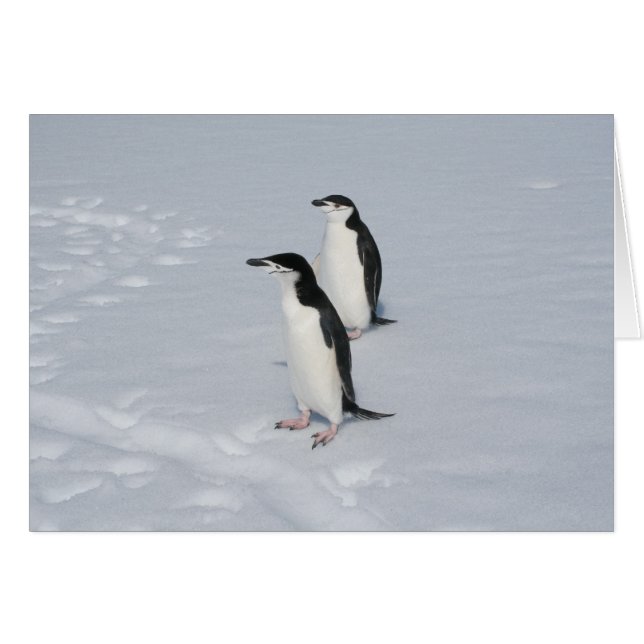 Chinstrap-penguin-kort (HM) OBS Kort (Framsidan Horizontal)