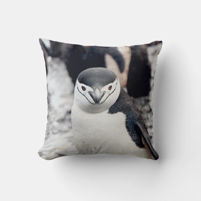 CHINSTRAP PENGUIN KUDDE (Framsida)