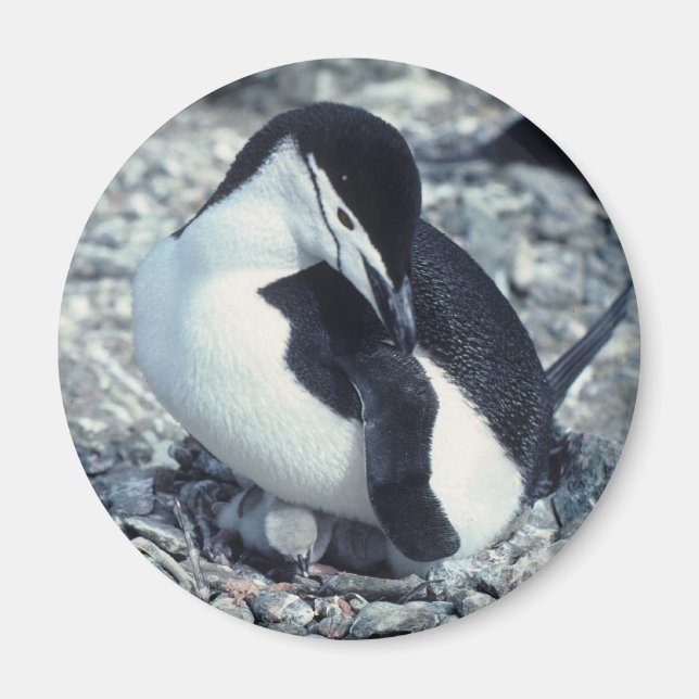 Chinstrap Penguin Magnet (Framsidan)