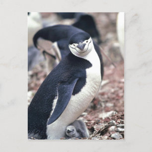 Chinstrap Penguin, Manchot ? jugulaire (Pygosceli) Vykort