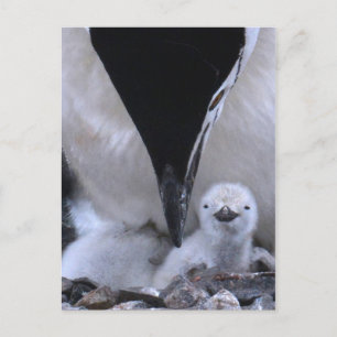 Chinstrap Penguin överordnad och Chick Vykort