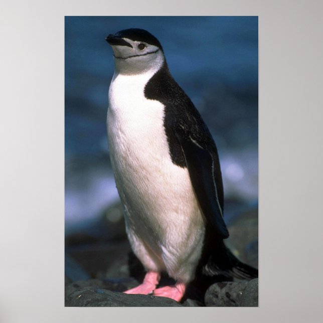 Chinstrap Penguin Poster (Framsidan)