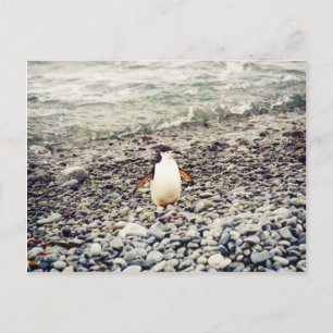 Chinstrap Penguin, vykort