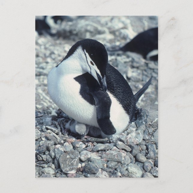 Chinstrap Penguin Vykort (Framsida)